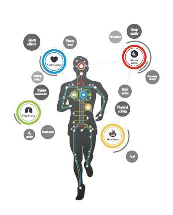 funcionamiento de los sistemas cardiovascular, respiratorio, neuromuscular y metabólico durante la actividad física